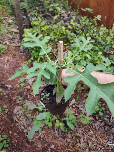 Plantin Margarita De Arbol