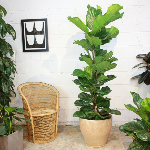 Ficus Pandurata - Lyrata - Grandes Y Ramificados