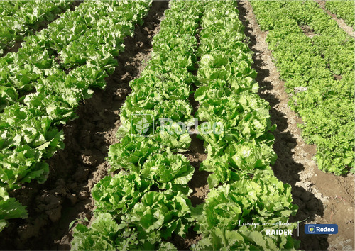 Lechuga Sativa Rodeo Raider Por 100g