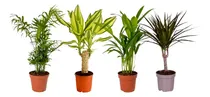 Comprar Monstera Deliciosa Cuidados Planta