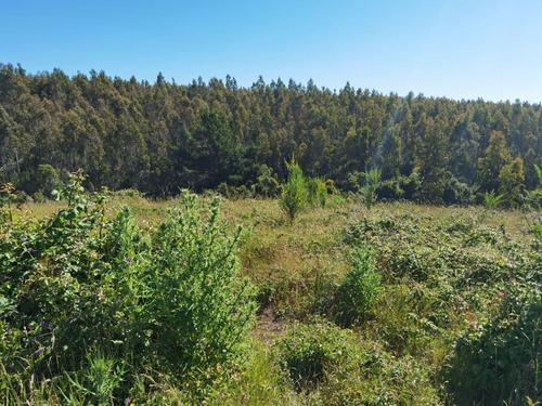 Sitio En Venta En Cobquecura