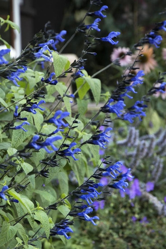Planta Salvia Azul - Nativa - Ideal P/atraer Colibríes Azul
