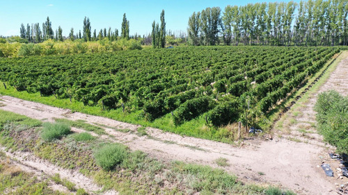 Se Vende Viñedo De 9ha En San Rafael - Mendoza