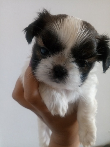 Imagem 1 de 5 de Filhotes De Shih-tzu