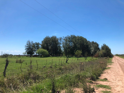 Imagen 5 de 5 de Campo De 84 Ha - Loma Verde
