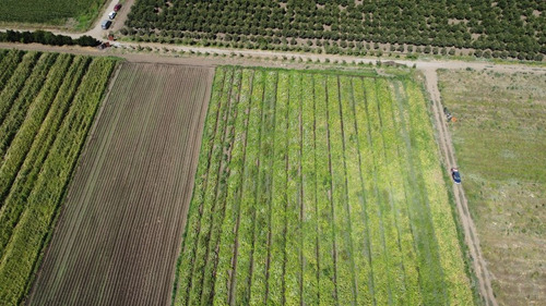 Se Vende Terreno Agrícola Sector Las Tazas De Peralillo