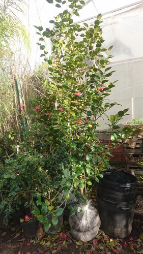Imagen 6 de 9 de Camellia Japonica (camelia, Camelio Común) 30lts