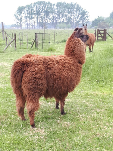 Imagen 20 de 20 de Chacras De Abbott - Casa Estilo Campo