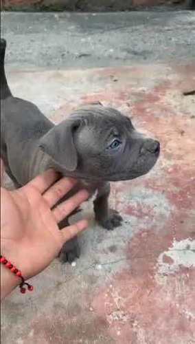 Cachorro American Bully