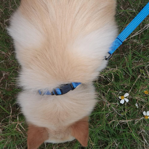 Correa De Perro De 4 Pies Con Asa Acolchada-robusta Corre...