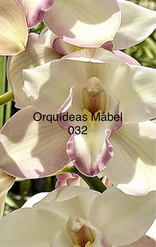 Imagen 1 de 10 de Cimbidiums Orquídeas De Cascada Y Normal, Hermosos Colores