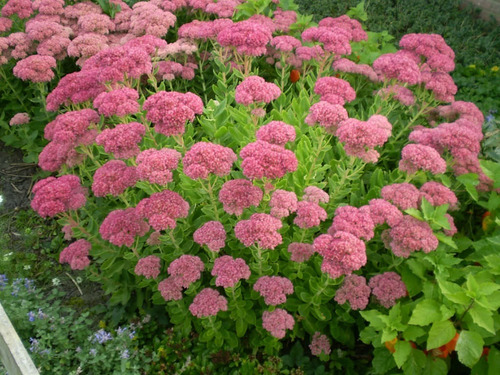 Imagen 2 de 5 de Hylotelephium Spectabile Telefío, Sedum De Otoño 3lts