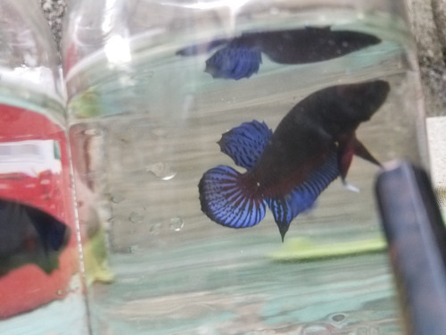 Bettas Pibutt Conbate