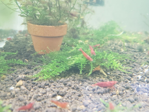 Camarao Neocaridina Blood Mary 10 Unidades