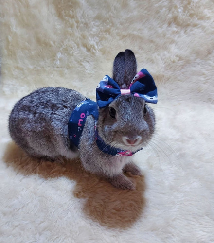 Roupa Pet Peitoral Para Mini Coelho, Coelho Anão Com Guia