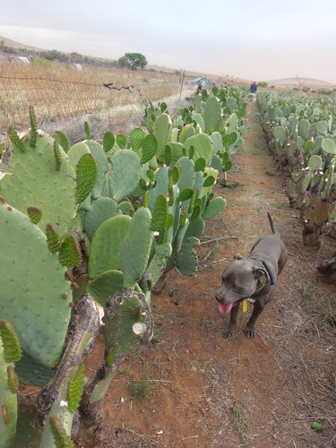 20 Raquetas De Nopal Para Plantar