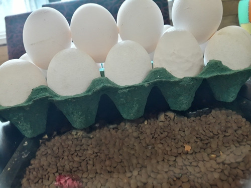 6 Huevos De Campo.1ra Calidad.solo Retirando Por Floresta.xg