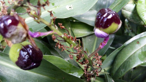 Flor Lírio Do Caribe-flor Do Brejo! 2 Estacas Para Plantar. | Parcelamento  sem juros