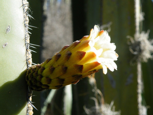 Imagen 1 de 6 de Órgano Planta Cactus De Colección Rara Exótico Suculenta