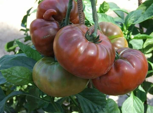 Semillas De Tomate Negro De Crimea