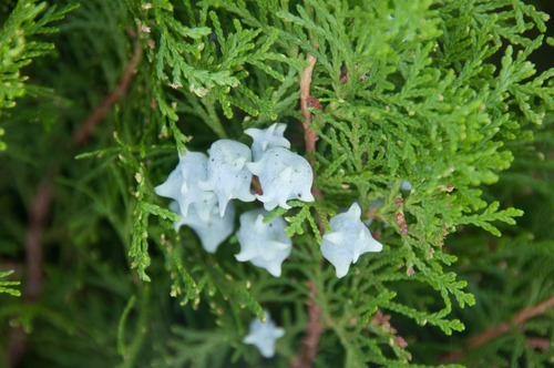 Semillas De Tuya Oriental, Platycladus Orientalis