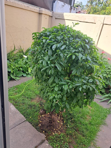 Venta Cómoda Casa, Buena Ubicación, Comuna De Ñuñoa.