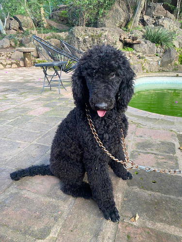 Poodle Gigante (Usado)