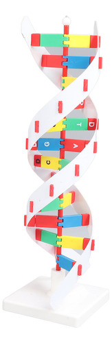 Modelo De Estructura De Adn Colorido De Doble Espiral Assemb