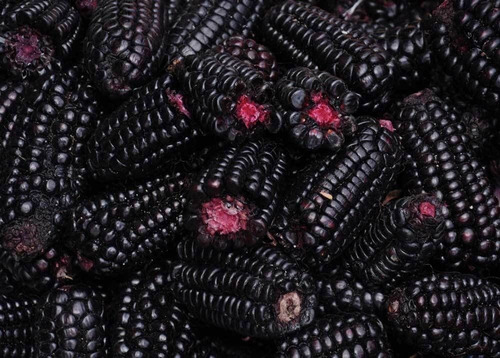 Semillas Maíz Negro O Morado De Los Incas