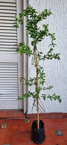 Planta Jazmin Mezni -amarillo-