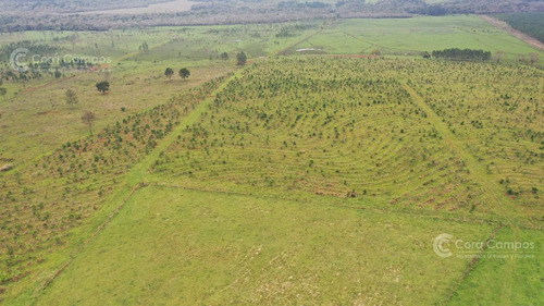 Imagen 4 de 8 de Se Vende Campo De 136 Ha A Tranquera Cerrada En San José, Misiones.