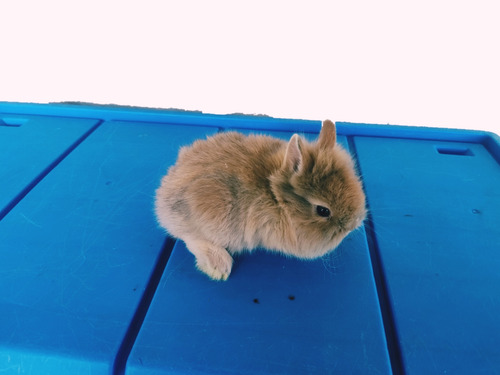 Hermoso Conejo Enano