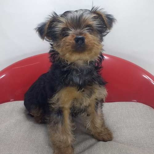 Yorkshire Terrier Machos Y Hembras Micro Chip  Pethome Chile