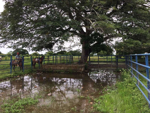 Imagen 18 de 21 de Finca Cerca De Rio Tiznado A 50 Km De Calabozo