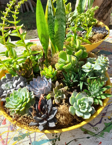 Jardín De Suculentas Xxl + De 10 Variedades Paila De 35 Cm