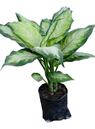 Mariana (dieffenbachia) Pack 3 Pzas. 