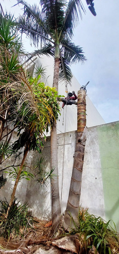 Poda De Arboles Tala Extracciones De Raiz Poda De Palmeras