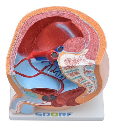 Pelve Masculina Em Secção 1 Parte, Anatomia