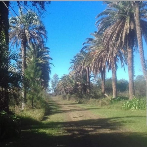 Imagen 8 de 13 de Venta 8,5 Has - San Jose - E.r.