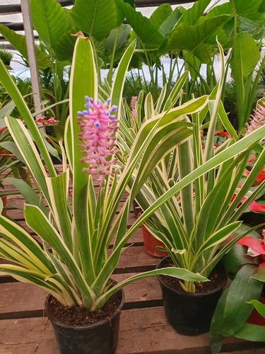 Aechmea Gamosepala, Bromelia Palito De Fósforo.