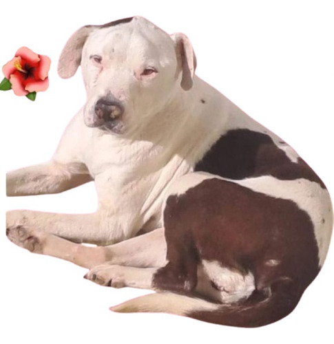 Pitbullita Reina, Preciosa, Adopcion Solidaria Y Especial