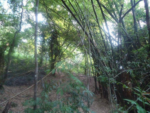 Imagem 12 de 14 de Terreno À Venda, 1162 M² Por R$ 90.000,00 - Mata Paca - Niterói/rj - Te3155