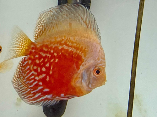 Acara Disco Red White Spoted  9 Cm 