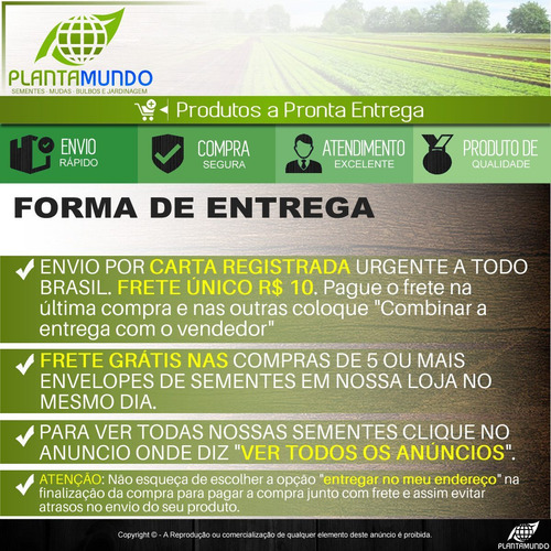 Frete Grátis 80 Sementes Vinagreira Gigante Chá De Hibisco