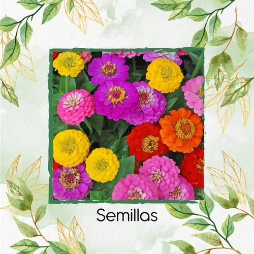 70 Semillas Flor Zinnia Enana Mezcla + Obsequio Germinación