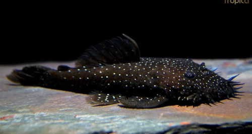 Peces Ancystrus Machos Y Hembras , (limpia Vidrios) X 10