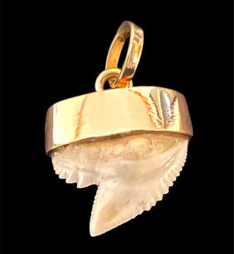 Diente De Tiburón Tigre (chico) Casquillo Oro Macizo De 18k (Usado)