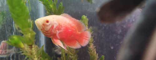Pez Oscar Astronotus Super Red Importado Rojo