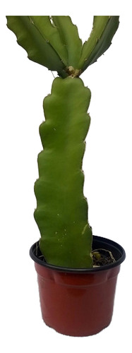 Hylocereus Undatus, Pitahaya Dama De Noche Grande 1m
