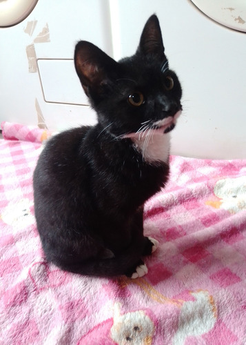 Adopcion Gato 6 Meses